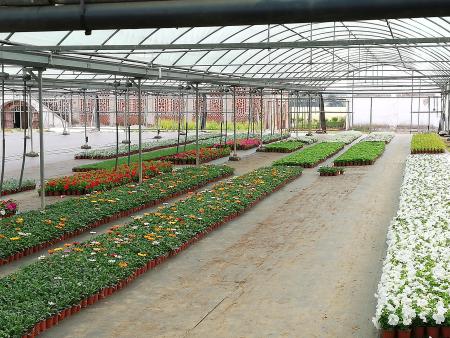 Imagen CAMPAÑA FLORES DIPUTACION DE CACERES